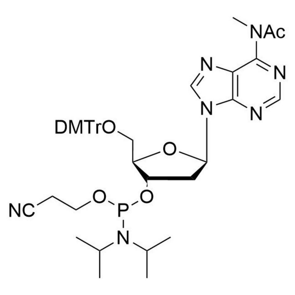 N6-Acetyl-N6-methyl-dA CE-Phosphoramidite, BULK (g), Glass Screw-Top